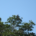 Osprey Lookout